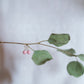 Dotties | Blush